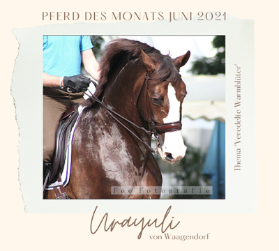 Pferd des Monats Juni 2021 - Thema: Veredelte Warmblüter