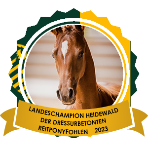 Landesfohlenchampionesse Heidewald der dressurbetonten Reitponyfohlen