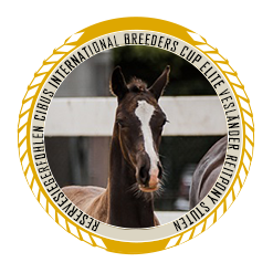 Reservesiegerin der Cibus Breeder Cup Elite der Vesländer Reitpony Stuten