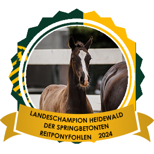 Landesfohlenchampionesse Heidewald der springbetonten Reitponys